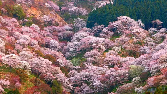 The Best Cherry Blossom Spots