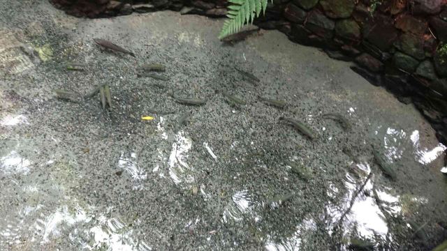 彩虹泉自然公園