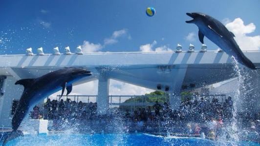 九十九岛也是一个很好玩的水族馆，这些岛屿很多的都是很小的，每