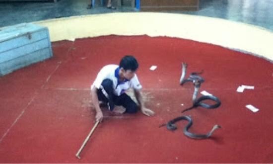 Phuket Cobra Show and Snake Farm