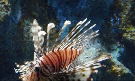 Phuket Aquarium