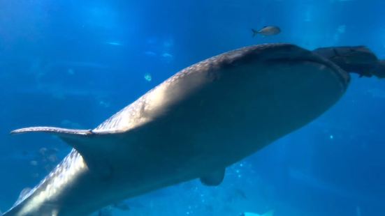 日本有多个地点可以看鲸鲨，私人觉得这是海洋馆最令人震撼的一幕