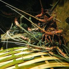 Sardine Restaurant User Photo