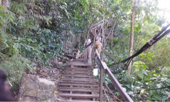 Monkey Trail