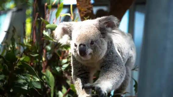 雪倫奇遇記：動物園萌趣、歌劇院光影與邦迪海灘的藍白狂想