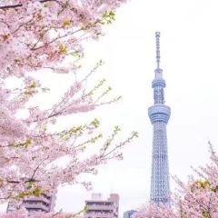 天空LOUNGE TOP of TREE張用戶圖片