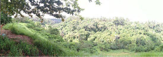 Campuhan Ridge Walk