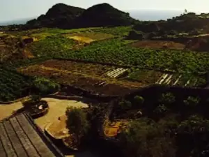 Azienda agricola e. Bonomo
