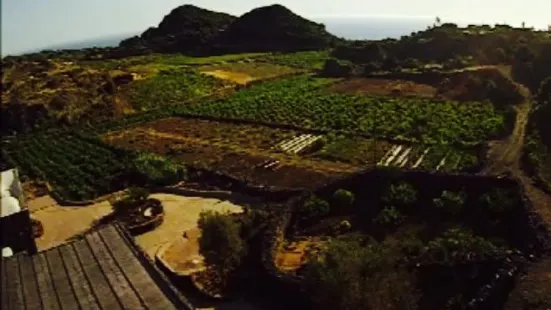 Azienda agricola e. Bonomo