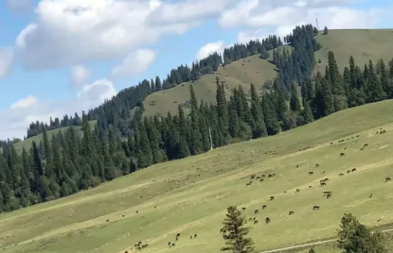 總閘口玉都烤包子