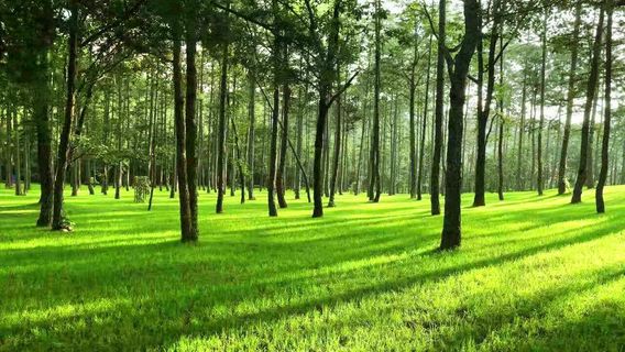 Longyun Health Valley