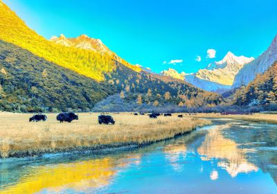 Daocheng