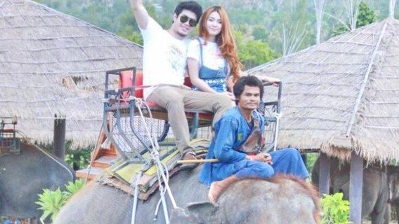 Elephant Interactions in Hua Hin