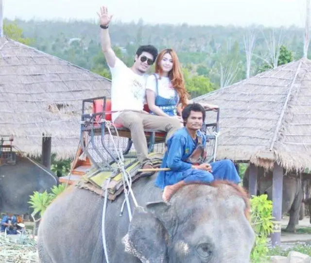 Elephant Interactions in Hua Hin