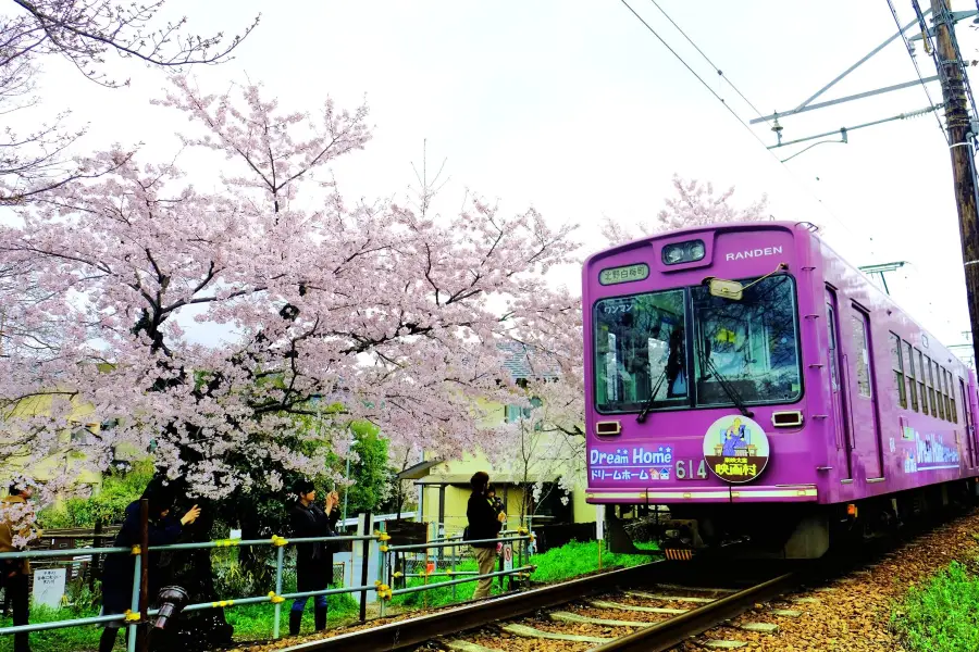 嵐電櫻花隧道