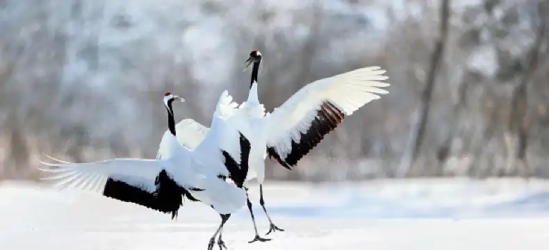 鶴居村のホテル