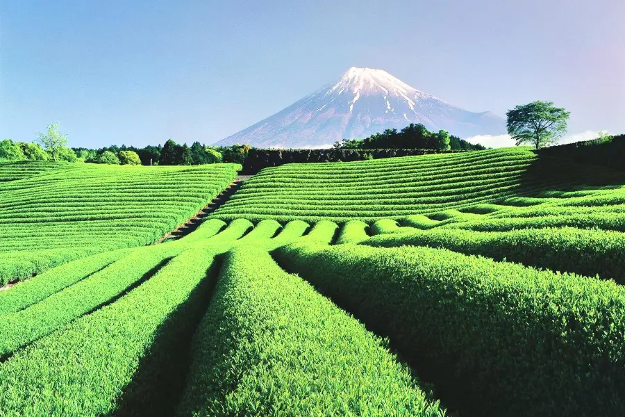 牧之原大茶園