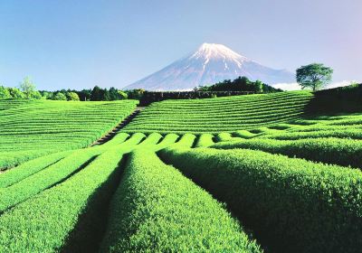 島田