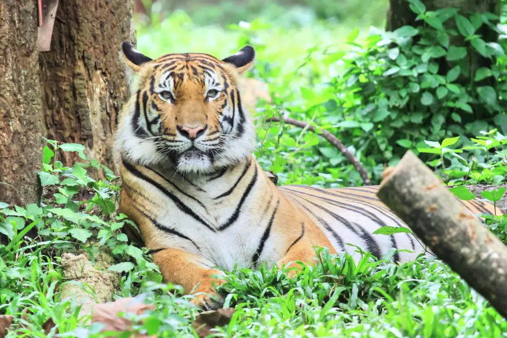Zoo Negara