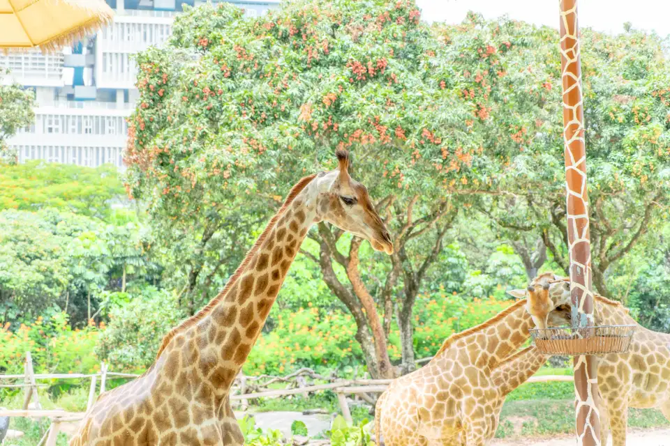 5_Shenzhen Safari Park
