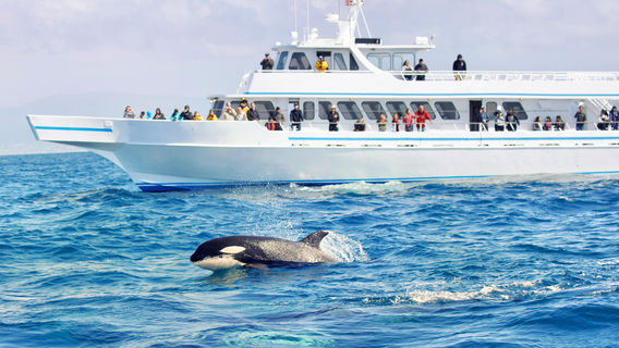 Five Star Whale Watching