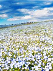 國營常陸海濱公園