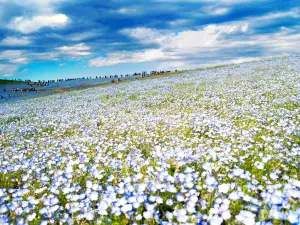 Hitachi Seaside Park