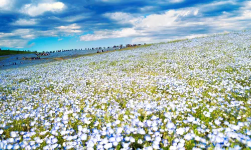 Hitachi Seaside Park