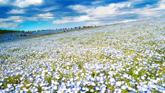 國營常陸海濱公園