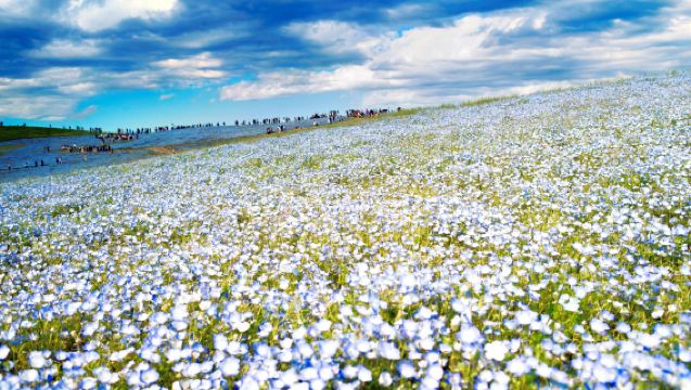 ทัวร์ 1 วัน ฮิตาชิ ซีไซด์ + สวนดอกไม้ Ashikaga | ออกเดินทางจากโตเกียว รวมตั๋วเข้า