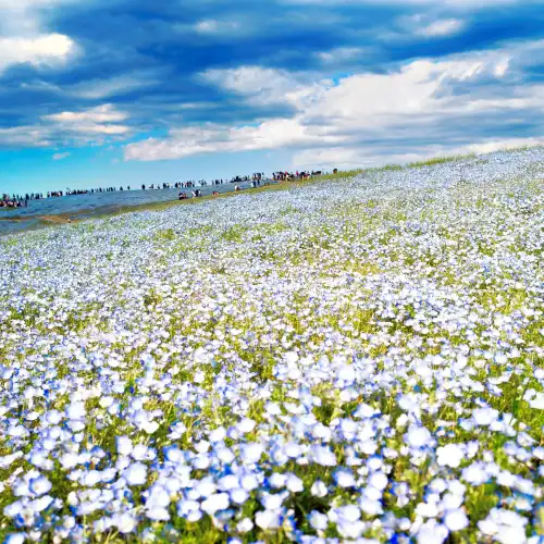 Popular Best Things to Do in Hitachinaka