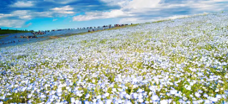 R9 HOTELS GROUP Properties in Hitachinaka