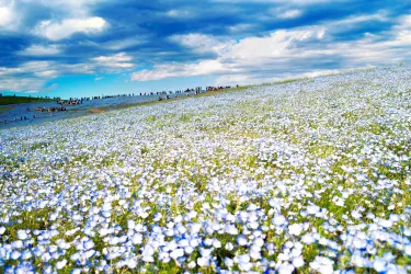 Hitachi Seaside Park
