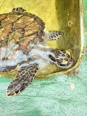 Kosgoda Sea Turtle Conservation Project