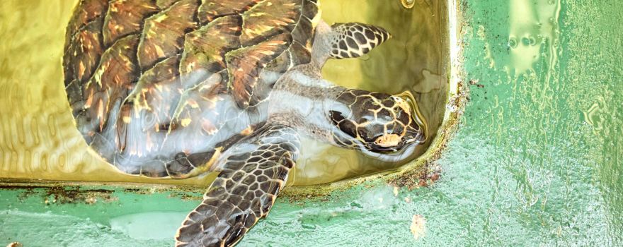 Kosgoda Sea Turtle Conservation Project