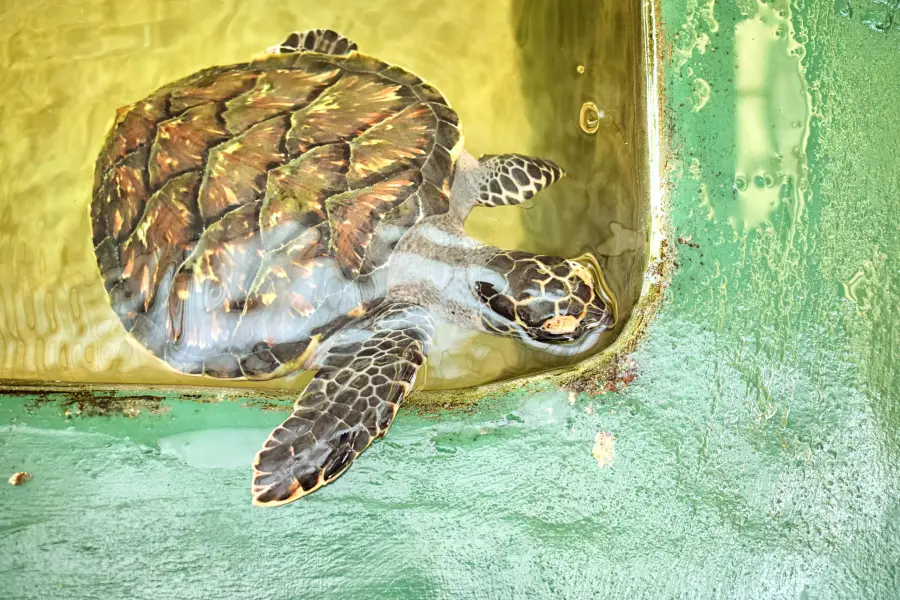 Kosgoda Sea Turtle Conservation Project