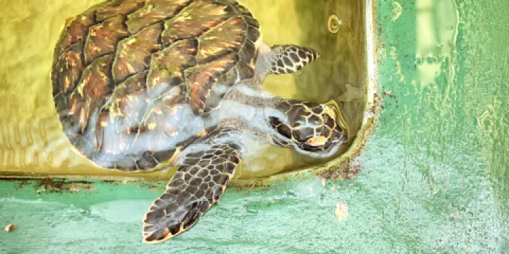 Kosgoda Sea Turtle Conservation Project