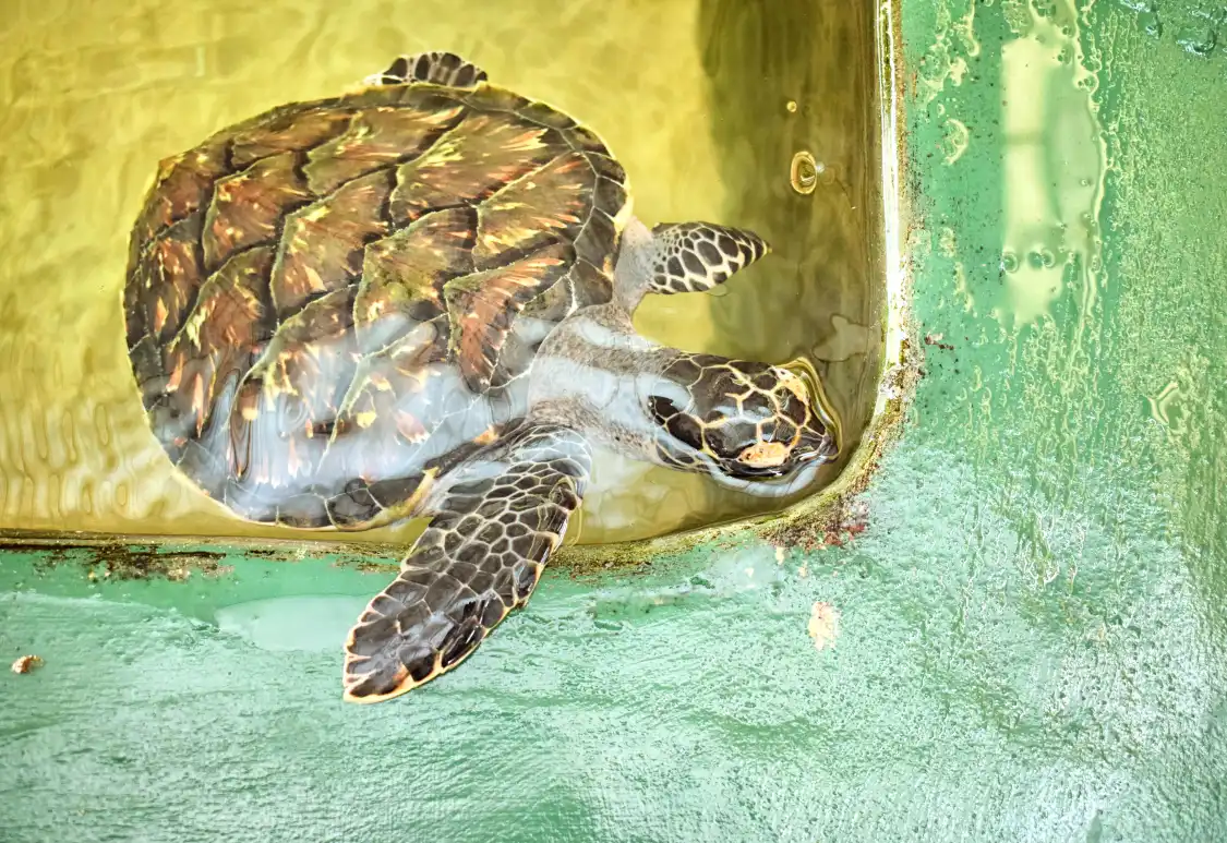 Hotels near Kosgoda Sea Turtle Conservation Project