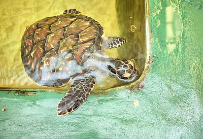 Kosgoda Sea Turtle Conservation Project