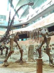 Changji Dinosaur Museum