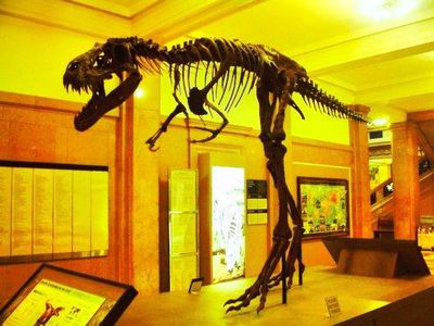 Carnegie Museum of Natural History