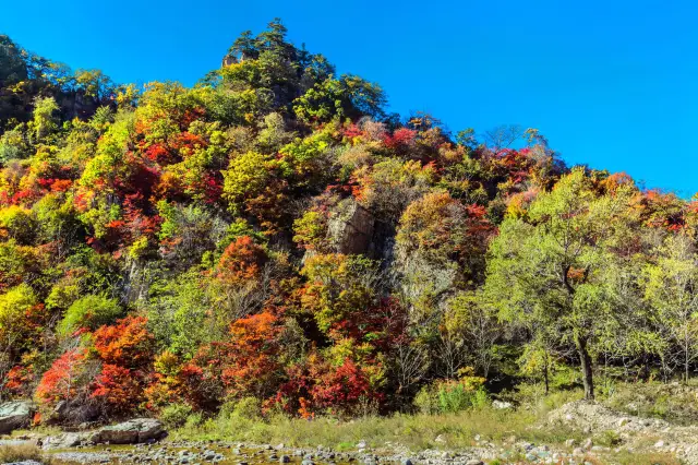 Maple Viewing in Benxi