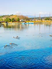 鏡浦湖-候鳥棲息地