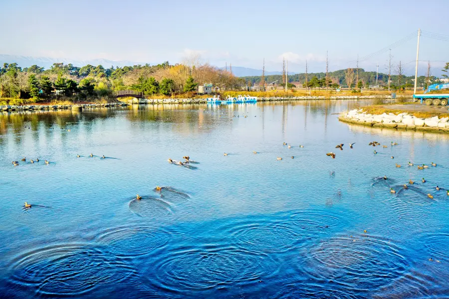 鏡浦湖-候鳥棲息地