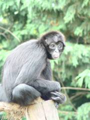 コルチェスター動物園