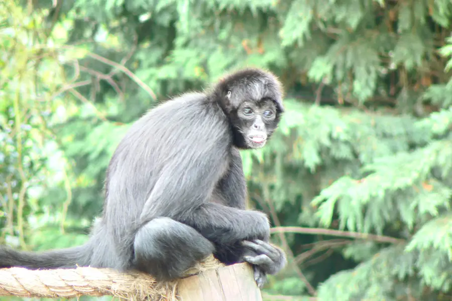 Colchester Zoo