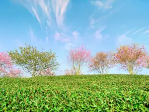 永福台品桜茶園