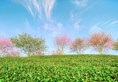 永福台品桜茶園