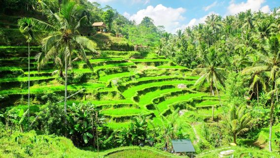 Ubud Prestige Bliss: Un'indimenticabile avventura di un'intera giornata