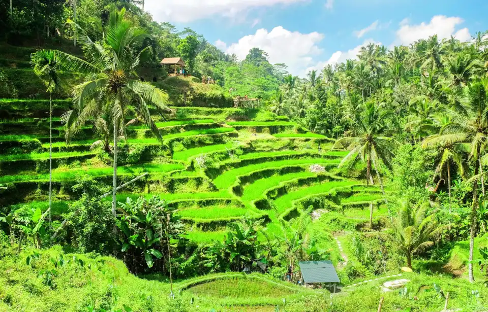 2_Ubud
